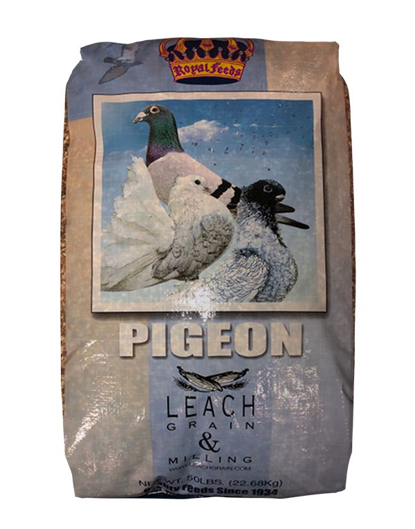 Leach Royal Race Pigeon with Popcorn